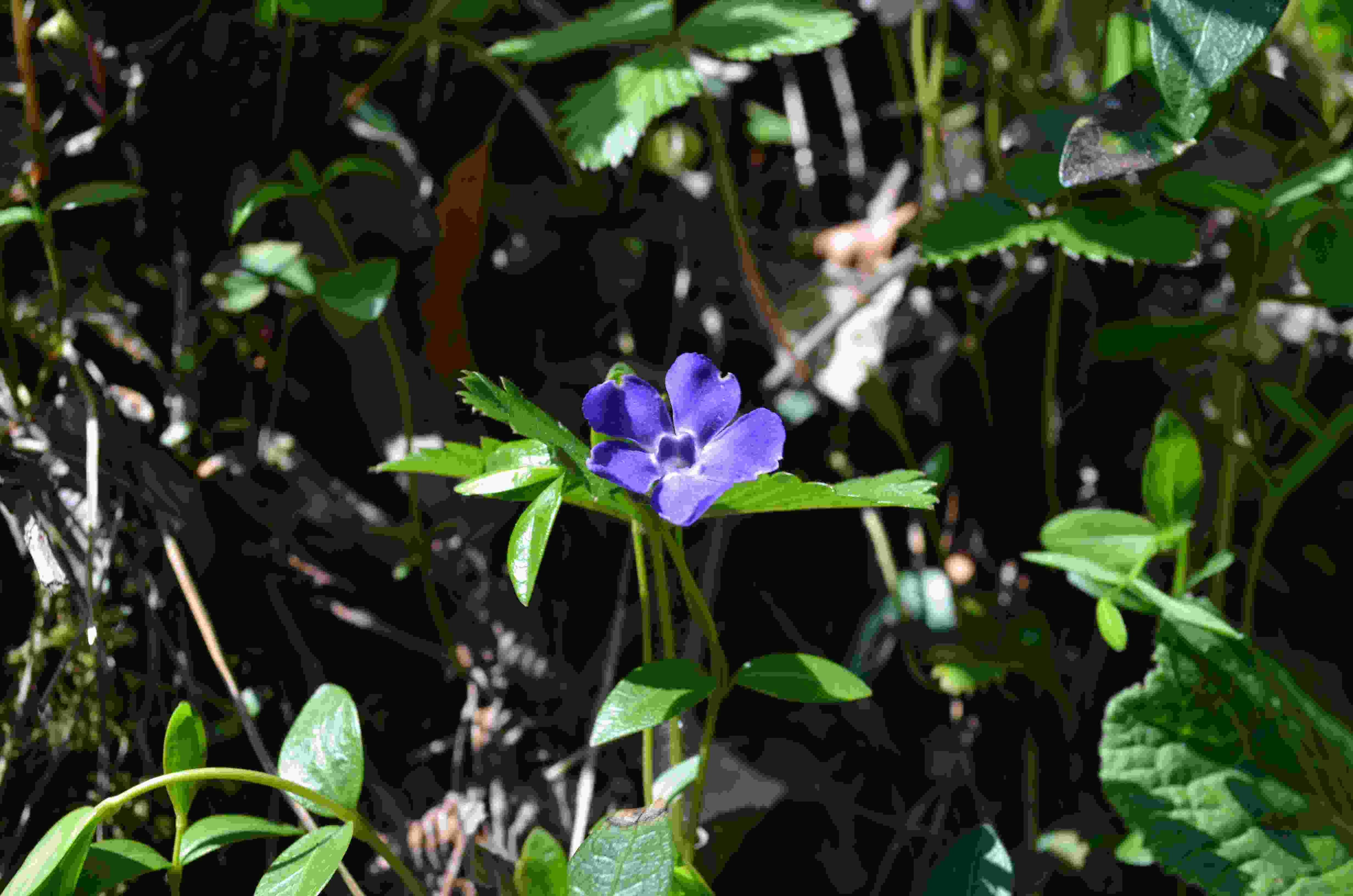 Da determinare - Vinca sp.